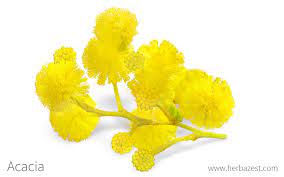 Acacia Herbazest