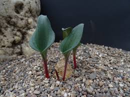 Image result for Eriospermum roseum