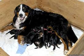 Bernese mountain dog puppies are adorable balls of fluff, but don't be fooled into taking home more than one! Bernese Mountain Dog Puppies Price 1000 00 For Sale In Lebanon Connecticut Your City Ads