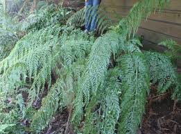 Image result for Asplenium gemmiferum