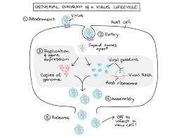 Intro To Viruses Article Khan Academy