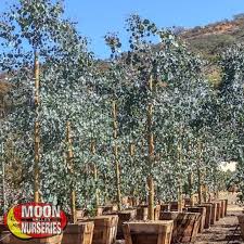 Plant, silver dollar eucalyptus, silver dollar seeds, father's day, great, gift, idea, hot happyhopemade 4.5 out of 5 stars (1,982) $ 10.95 free shipping add to favorites Eucalyptus Fast Growers Moon Valley Nurseries