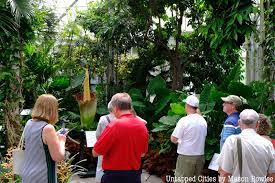 The New York Botanical Garden S Stinky Corpse Flower Is Now In Bloom Untapped New York
