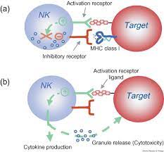 Natural Killer Cells And Autoimmunity Arthritis Research Therapy Full Text