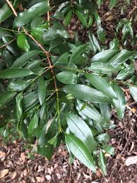 Image result for Coptosperma zygoon