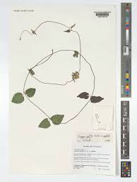 Image result for Ceropegia papillata