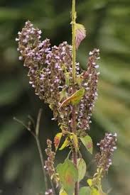 Image result for Cantinoa