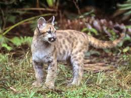 Littles get a kick out of this one! Florida State Animal Florida Panther Puma Concolor Coryi From Netstate Com
