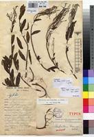 Image result for Aeollanthus suaveolens