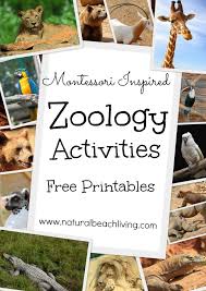 A preschool bear theme is perfect for the winter when you might want to talk about polar animals (like polar bears) or for the fall since most bear science experiments and activities for preschoolers can easily be adapted for brown bears, black bears, or polar bears, i'm sharing all these science projects. Montessori Inspired Zoology Body Coverings Free Printables Natural Beach Living