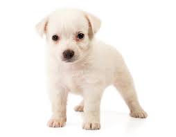 At empire puppies you will find an assortment of the finest puppies for sale from small breed to large breed in flushing ny. Little White Puppy Close Up Stock Image Image Of Closeup Pedigree 32044097
