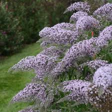 The sweet nectar scent of these flower clusters is simply irresistible to butterflies and hummingbirds! Buddleia Grand Cascade Pp30868 Walters Gardens Inc