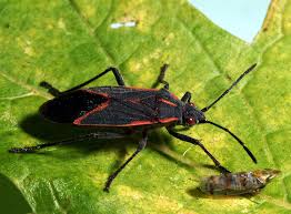 1625 tuskegee place, suite 180, colorado springs, co 80915 directions. Why U Buggin Pest Control Colorado Springs 7193104200