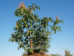 Image result for Pieris japonský bonfire obrázek