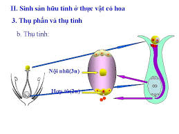 Sự kết hợp nhân của 2 giao tử đực với trứng và nhân cực hình thành hợp tử và nội nhũ. I Khi Nim Ii Sinh Sn Hu Tnh