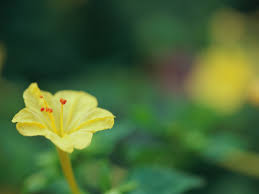 We did not find results for: 16 Plants That Smell Best