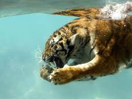 Tiger Underwater Underwater Animals Tiger