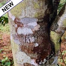 Traded as agarwood, it is commonly referred to as (maiketsana) in the lao pdr. Agarwood Oud Essential Oil Eoagrw