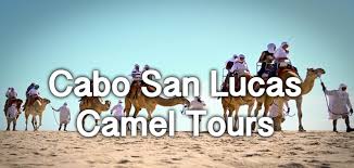 Pure cabo's knowledgeable and entertaining guides will tour you along untouched desert vegetation. Camel Tours