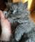 Tabby Exotic Shorthair