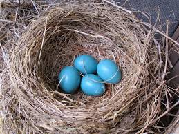 Birds That Lay Eggs On The Ground Ontario Some Bird Nests Blue Jay Bird Blue Jay Eggs Blue Jay