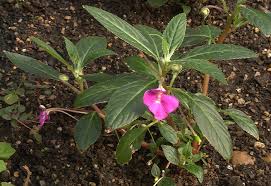 Image result for Impatiens irvingii