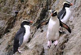 eudyptes pachyrhynchus pinguino de fiordland kus