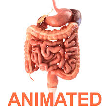 Image result for digestive pic