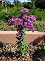 Image result for Vernonia