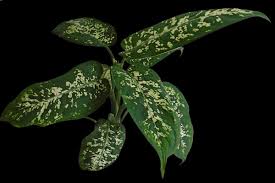 Image result for beautiful dieffenbachia