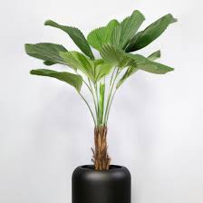 Image result for Licuala