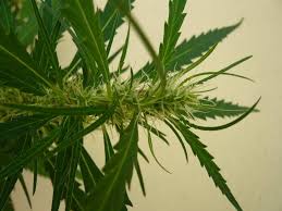 The weirdest plant i've seen. Origins Of The Single Bladed Leaf Pattern International Cannagraphic Magazine Forums
