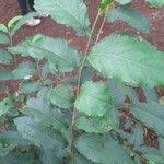 Image result for Erythrococca