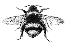 Learn how to draw bumble bee pictures using these outlines or print just for coloring. Bumblebee Sketch Images Drawing Art Ideas