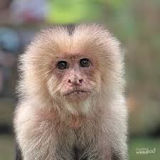 Happy #WorldBeardDay which of our bearded animals do you think is rockin'  the best goatee?? (pun intended) 🐐🐒