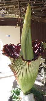The Skirt Of The Bloom Will Continue To Open Over The Few Days The Flower Is In Bloom Tim Devine Received Some Pollen Fro Corpse Flower Plants Cactus Plants