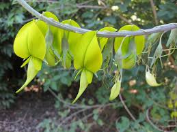 Image result for Crotalaria agatiflora