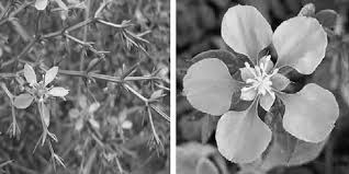 Image result for Fagonia isotricha