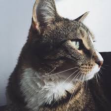 Why Is My Cat S Nose Dry In 2020 Cats Cat Nose Cat Questions