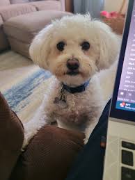 Peekapoos and their favorite chew toys