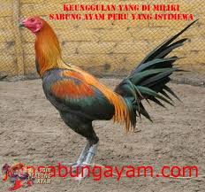 Gambar ayam import filipina kekinian. 87 Gambar Ayam Filipina Peru Gambar Pixabay