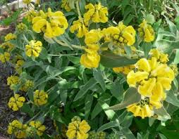 Image result for Phlomis fruticosa
