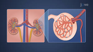 Image result for Renal Function