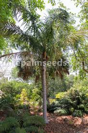 Image result for Syagrus