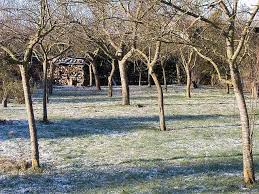 apres l ete comment entretenir les arbres fruitiers au verger verger arbre fruitier jardinage potager