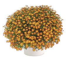 Bidens (bidens ferulifolia), de l'or dans le jardin très apprécié pour sa belle floraison de couleur jaune d'or qui dure au delà de l'été, si les conditions sont favorables, le bidens ( bidens ferulifolia ) est une plante vivace souvent cultivée en tant que plante annuelle. Bidens Ferulifolia