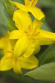 Image result for Hypoxidaceae