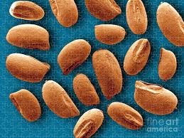 Image result for Eragrostis tef