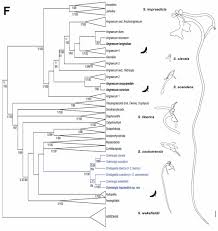 Image result for Solenangis