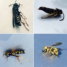 We're a family owned business that makes it a point to see your pest problems through your eyes. Alliance Pest Services